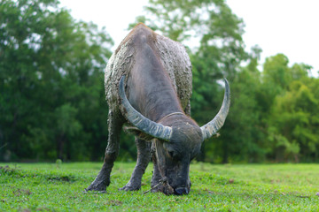 Fototapeta premium Wildlife Buffalo muddy body