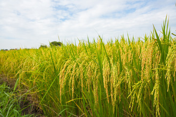 Obraz premium yellow green rice field