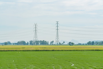 Rice field in countryside