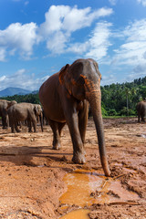 Herd of elephants in the nature