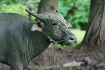 Wildlife Buffalo muddy body