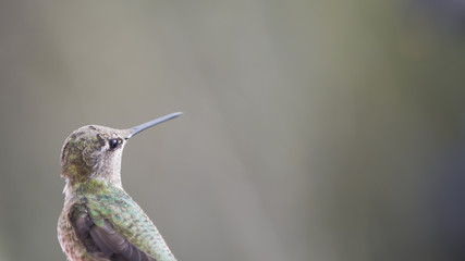 Closeup of young male Anna's hummingbird with grey-green background.