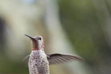 Closeup of young male Anna's hummingbird with grey-green background.