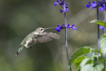Anna's hummingbird feeding on purple sage blossoms.  Young male.