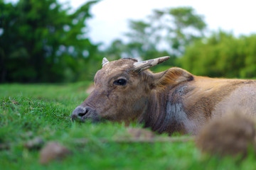 Wildlife Buffalo muddy body