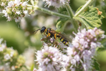 wespe
