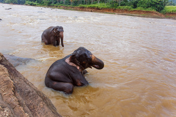 Little elephant bathes in the river