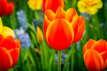 Fototapeta premium Wild Desert Flowers and Garden Flowers from all over the USA. 