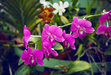 Orhid flowers on tropical backgraund