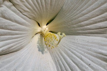 Closeup of a white hibiscus stamen and textured petals