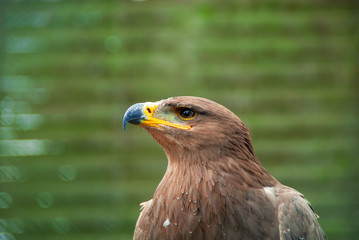 Steppenadler, seitliches Portrait