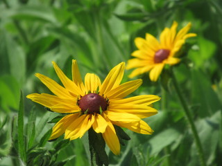 zauberhafte Blume, Blumenwiese