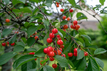 Cherry picking season, red cherries natural