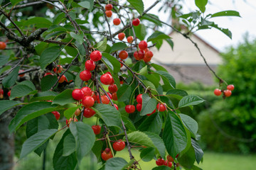 Cherry picking season, red cherries natural