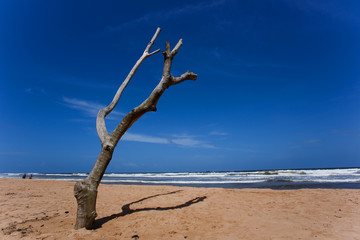 Dead tree on the beach of Balapitiya. Untouched tropical beach.