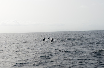 Plongée trois dauphins Guadeloupe