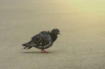 the dove strolls along the asphalt