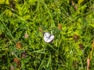 Butterfly sitting on clover