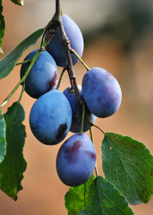 On a branch of a tree of plum