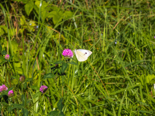 Butterfly sitting on clover