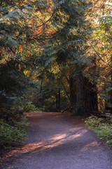 country road in the woods between trees and bushes