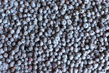 black currant background of blueberries