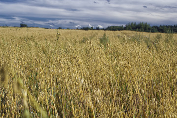 Rural landscape, terrain with oat fields and cloudy sky