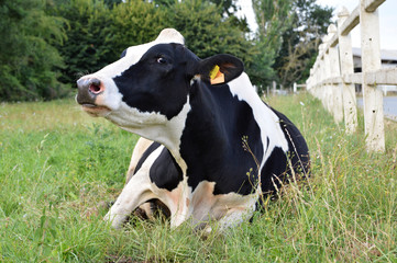 A dairy cow of prime holstein breed, in a field.