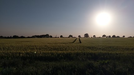 Obraz premium Sonne, Feld, Abend, Bäume, Spuren, Landschaft