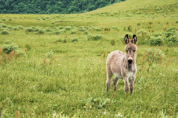 Portrait of a beautiful fluffy ass, Equus asinus, in the middle of a green meadow. On a sunny morning