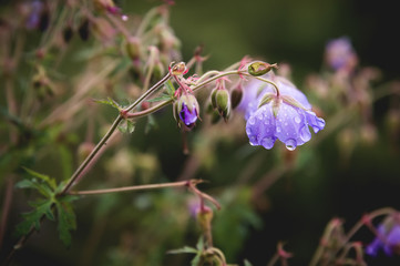 Meadow geranium. Blooming geranium with lilac flowers among the grass. Medicinal plant. Evening shot