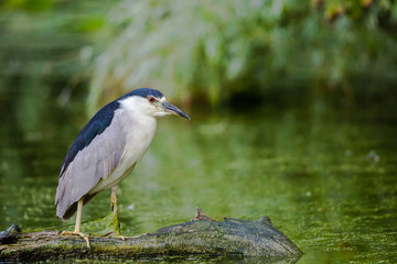 Black-crowned night heron
