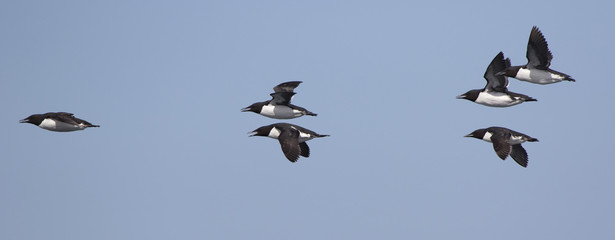 group of brunnichs guillemot flying over the waters of the pacific ocean