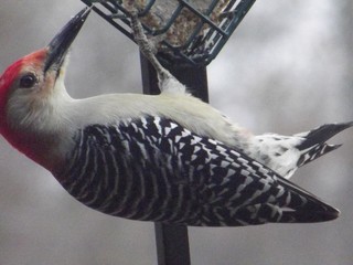 A Red-Bellied Woodpecker Feeding