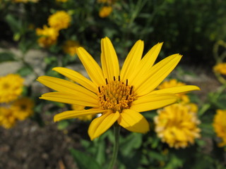 wunderschöne gelbe Blume, Blüte