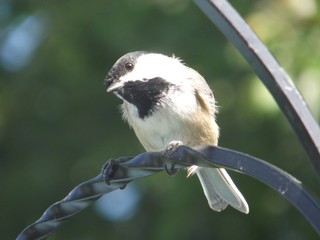 A Black-Capped Chickadee Perched on a Black Metal Rod