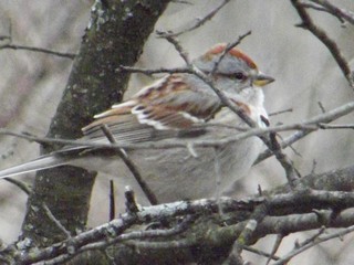 A Chipping Sparrow Perched on a Branch in the Winter