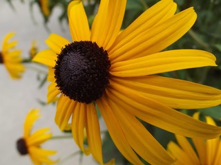 A Black-Eyed Susan up-close