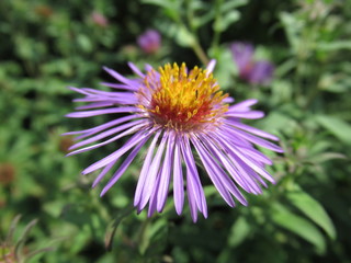 Obraz premium zauberhafte lila Blume, Blüte, Wiese