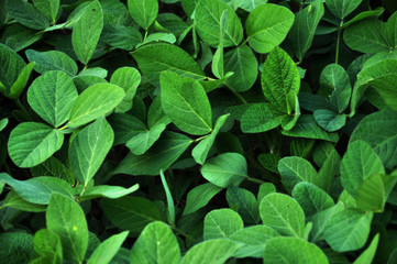 Green soy crops_3