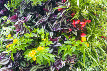Mix of different green plants and yellow and red flowers