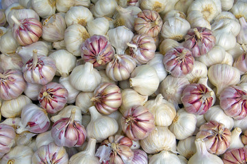 White and pink garlic pile texture. Background of pink garlic bulbs. Fresh garlic on market table closeup photo. Spicy cooking ingredient picture.Vitamin healthy food spice image. 
