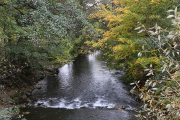 Fleuve dans la Foret en Automne 