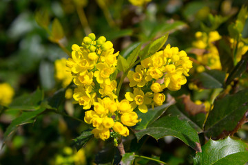 Blooming yellow flower 