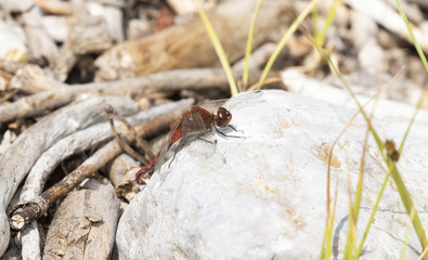 Cherry-faced Meadowhawk (Sympetrum internum) Perched on a Rock in a Meadow in Colorado