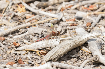 Cherry-faced Meadowhawk (Sympetrum internum) Perched on Dried Wood in a Meadow in Colorado