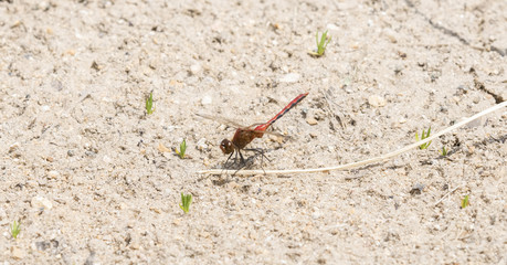 Cherry-faced Meadowhawk (Sympetrum internum) Perched on Dried Grass in a Meadow in Colorado