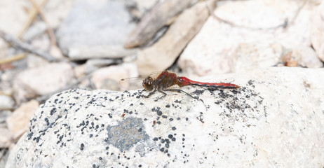Cherry-faced Meadowhawk (Sympetrum internum) Perched on a Rock in a Meadow in Colorado