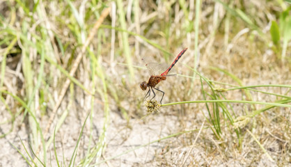 Cherry-faced Meadowhawk (Sympetrum internum) Perched on a Blade of Grass in a Meadow in Colorado