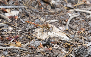 Striped Meadowhawk (Sympetrum pallipes) Perched o n a Rock in a Meadow in Colorado